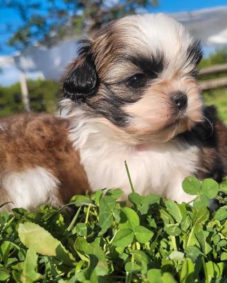 Shih-tzu cuccioli
