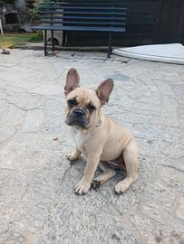 Bulldog francese