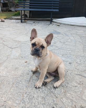Bulldog francese