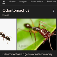 Formiche varie specie