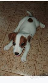Jack Russell Terrier