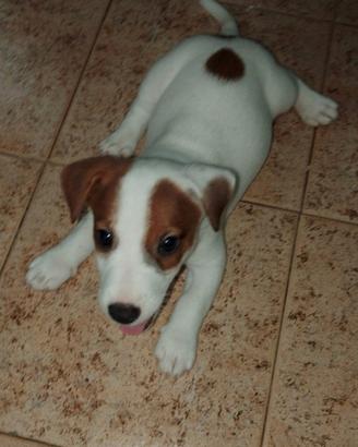 Jack Russell Terrier