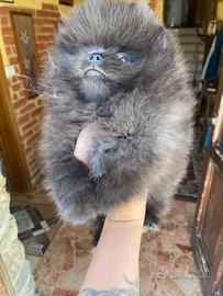 Spitz di Pomerania mini toy
