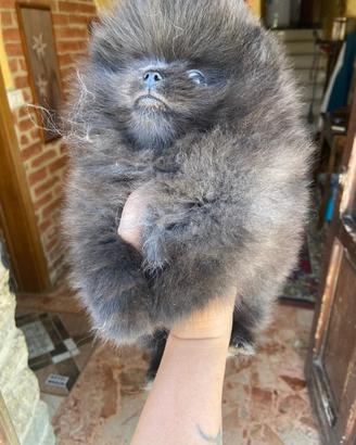 Spitz di Pomerania mini toy