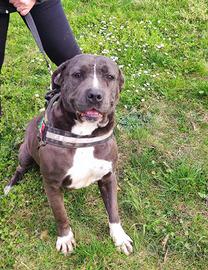 Cagnolina blue nose in adozione