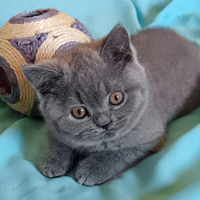 British Shorthair