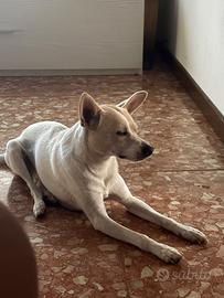 Cane taglia piccola