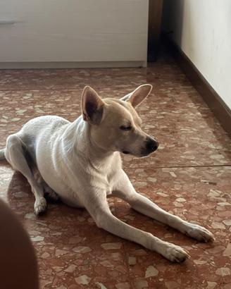 Cane taglia piccola
