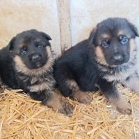 Cuccioli pastore tedesco