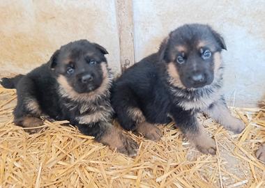Cuccioli pastore tedesco