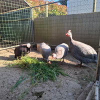 Uova di faraona azzurra Ghigi e Paonata