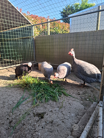 Uova di faraona azzurra Ghigi e Paonata