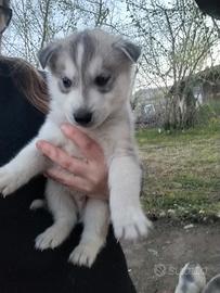 Siberian husky