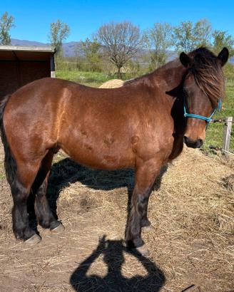 Cavallo del Catria
