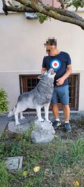 Lupo in resina