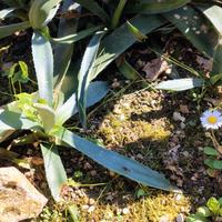 Aloe - piantine