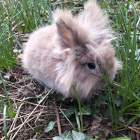 Coniglio nano testa di leone
