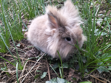 Coniglio nano testa di leone