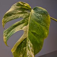 Monstera Deliciosa Variegata 