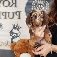 Bassotto Kaninchen Choco e Arlecchino