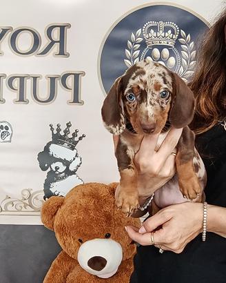 Bassotto Kaninchen Choco e Arlecchino