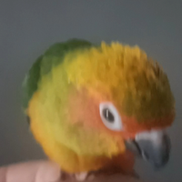 Pappagalli conuri del sole parlante