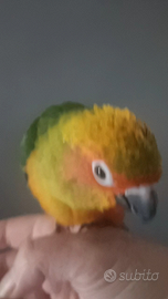 Pappagalli conuri del sole parlante