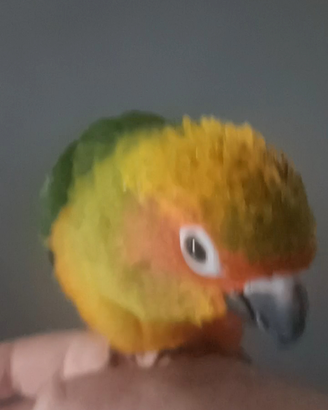 Pappagalli conuri del sole parlante