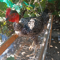 Gallo collo nudo