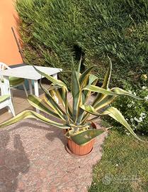 Pianta agave