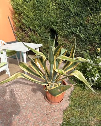 Pianta agave