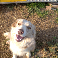 Cuccioli di Border Collie