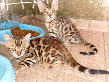 Gatti del bengala