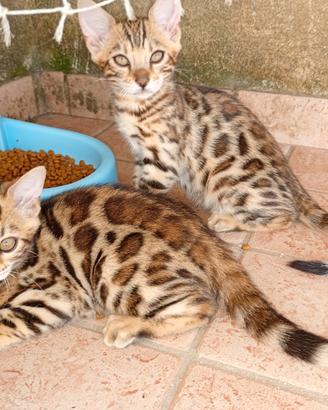 Gatti del bengala