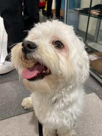 Maltese da monta