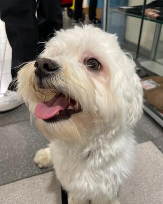 Maltese da monta