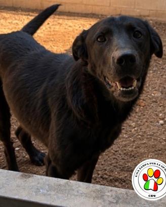 COAL giovane Labrador