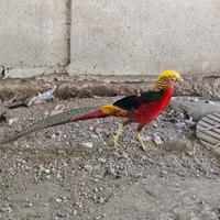 Ultimo Fagiano Dorato maschio