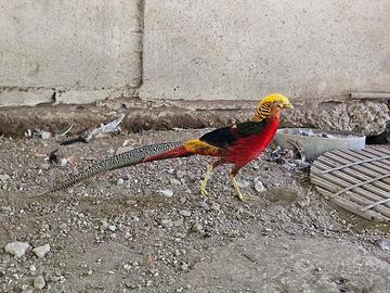 Ultimo Fagiano Dorato maschio