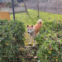 Akita inu maschio per monta