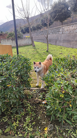 Akita inu maschio per monta