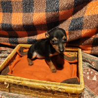 Cucciolo di pincher toy