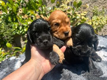 Cuccioli di cocker spaniel inglese con pedigree