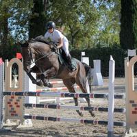 Cavallo versatile