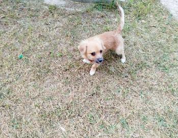 Cucciolo chihuahua 