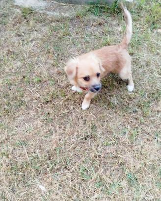 Cucciolo chihuahua 