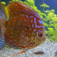 Discus di circa 12 Cm