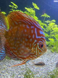 Discus di circa 12 Cm