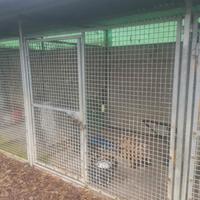 Box cani Professionali 2 x2 tetto