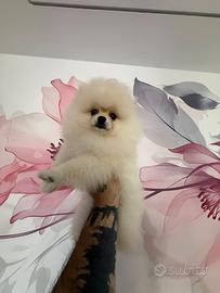 Cucciolo di Pomerania
